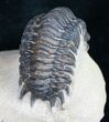 Bargain Crotalocephalina Trilobite - #10522-2